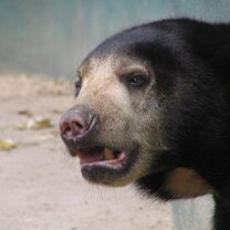 Bear at the sanctuary
